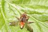 Nomada sp.